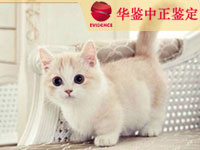 呼和浩特猫类动物鉴定